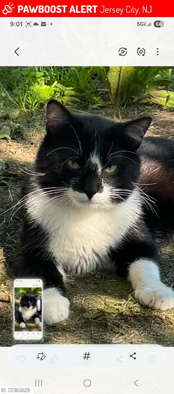 Lost Male Cat last seen Woodward st ., Jersey City, NJ 07304