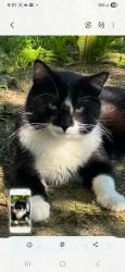 Lost Male Cat last seen Woodward st ., Jersey City, NJ 07304