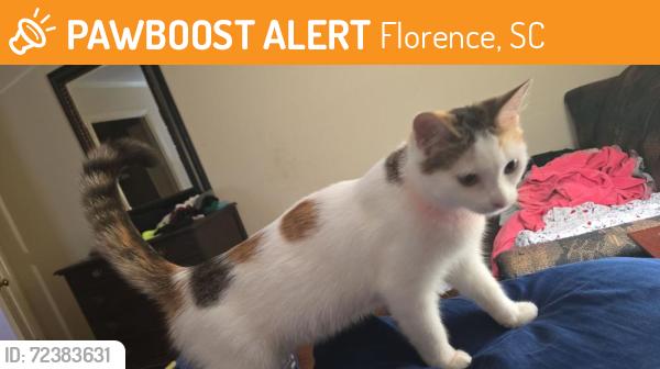 Found/Stray Female Cat last seen Ashwood ln, Periwinkle ln, Florence, SC 29501