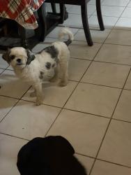 Lost Male Dog last seen Charleston and Decatur, Las Vegas, NV 89107