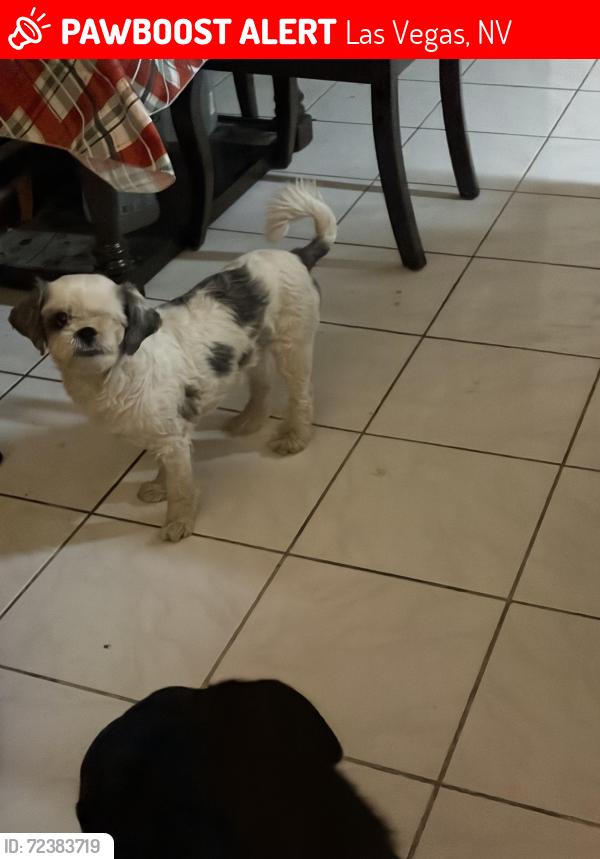 Lost Male Dog last seen Charleston and Decatur, Las Vegas, NV 89107