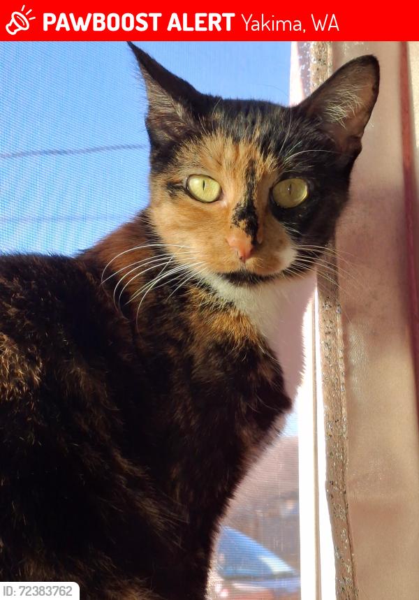 Lost Female Cat last seen 25th and swan. Near Robertson elementary and Discovery Lab schools, Yakima, WA 98902