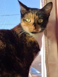 Lost Female Cat last seen 25th and swan. Near Robertson elementary and Discovery Lab schools, Yakima, WA 98902
