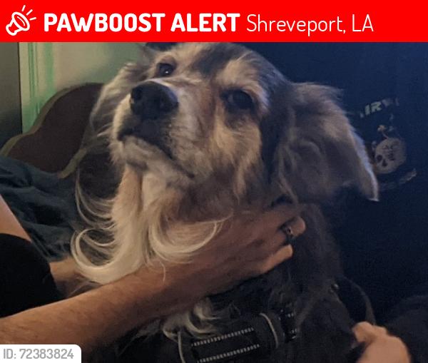 Lost Male Dog last seen Pinehill Rd in Blanchard, La, Shreveport, LA 71107