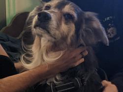 Lost Male Dog last seen Pinehill Rd in Blanchard, La, Shreveport, LA 71107