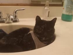 Lost Female Cat last seen NE Maywood place, Portland, OR 97220