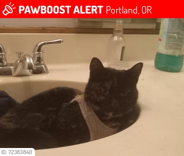 Lost Female Cat last seen NE Maywood place, Portland, OR 97220