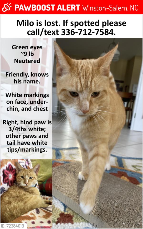 Lost Male Cat last seen Petree Rd., across from Mt. Tabor HS, Winston-Salem, NC 27106