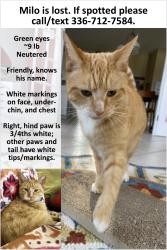 Lost Male Cat last seen Petree Rd., across from Mt. Tabor HS, Winston-Salem, NC 27106