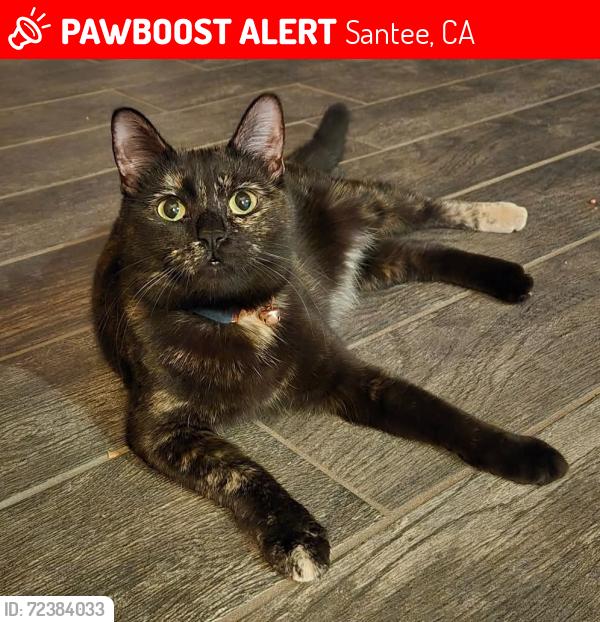 Lost Female Cat last seen Mast and Cuyamaca , Santee, CA 92071