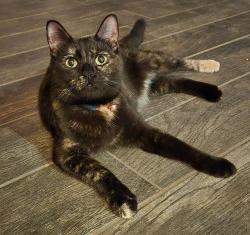 Lost Female Cat last seen Mast and Cuyamaca , Santee, CA 92071
