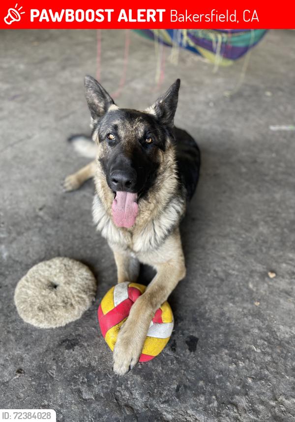 Lost Male Dog last seen Mt. Vernon & California , Bakersfield, CA 93307