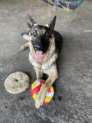 Lost Male Dog last seen Mt. Vernon & California , Bakersfield, CA 93307