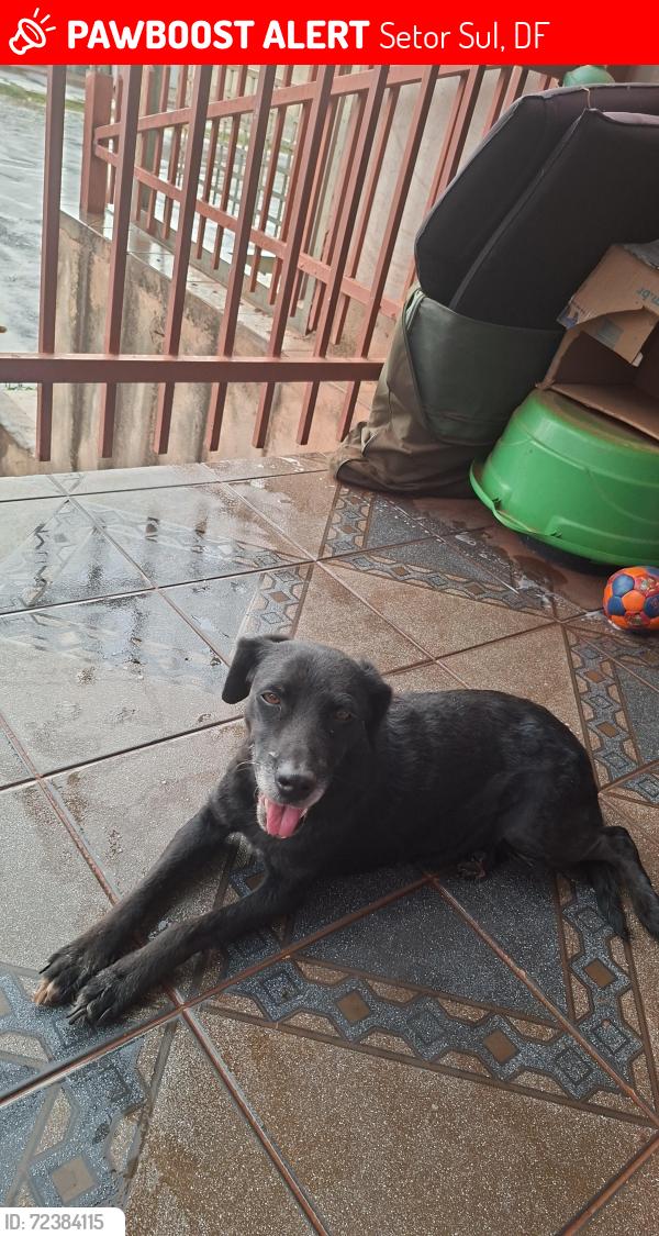 Lost Female Dog last seen Praça 2 bloco c setoe sul ,gama dd, Setor Sul, DF 