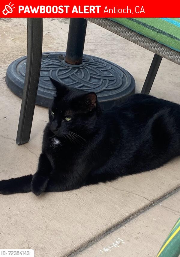 Lost Male Cat last seen Hillcrest Park / Sunflower Drive, Antioch, CA 94531