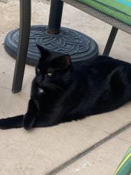 Lost Male Cat last seen Hillcrest Park / Sunflower Drive, Antioch, CA 94531