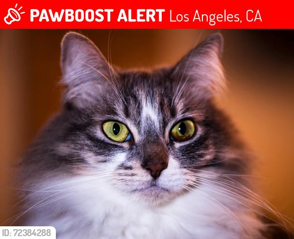 Lost Female Cat last seen Corbin, Los Angeles, CA 91311