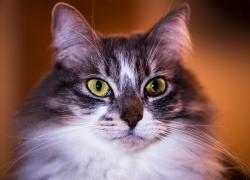 Lost Female Cat last seen Corbin, Los Angeles, CA 91311