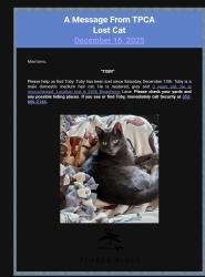 Lost Male Cat last seen Broadmoor Lane and Portmonoch , Timber Pines, FL 34606