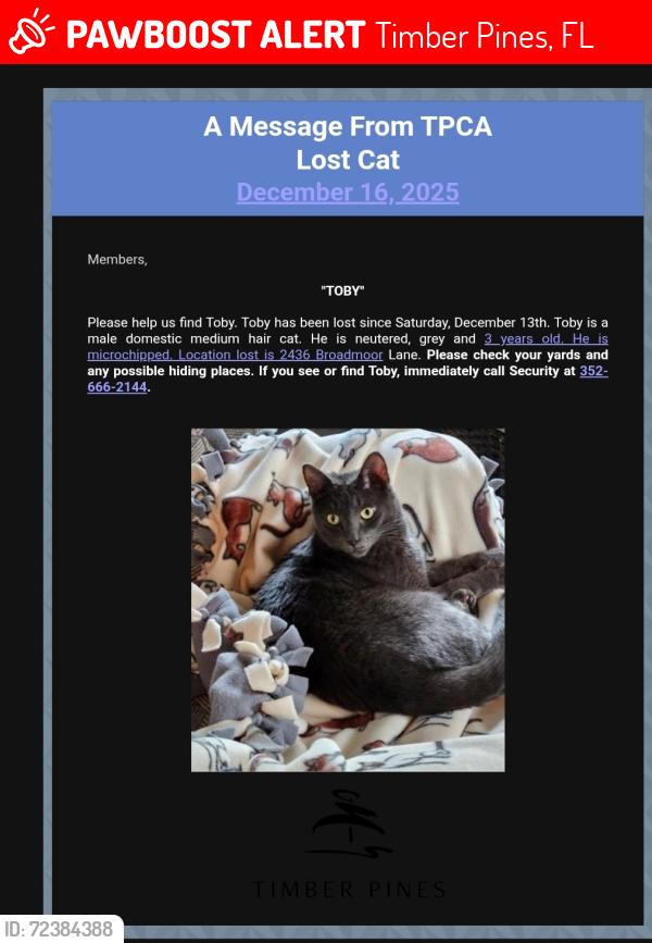 Lost Male Cat last seen Broadmoor Lane and Portmonoch , Timber Pines, FL 34606