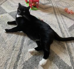 Lost Male Cat last seen 23rd st and Northgate, La Floresta II subdivision, McAllen, TX 78504