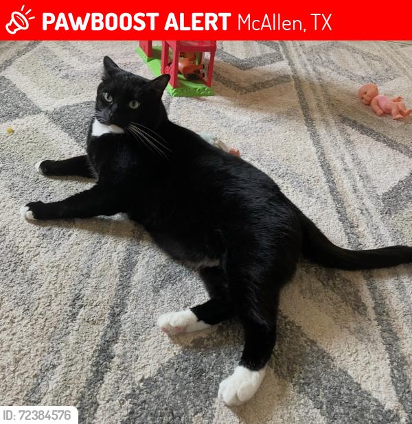 Lost Male Cat last seen 23rd st and Northgate, La Floresta II subdivision, McAllen, TX 78504