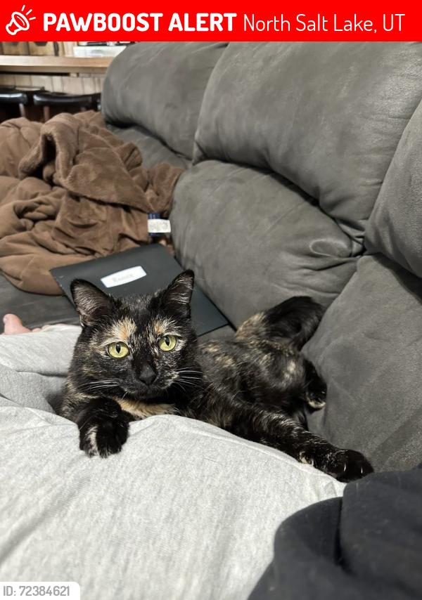 Lost Female Cat last seen Galahad St, Tristram St, North Salt Lake, UT 84054
