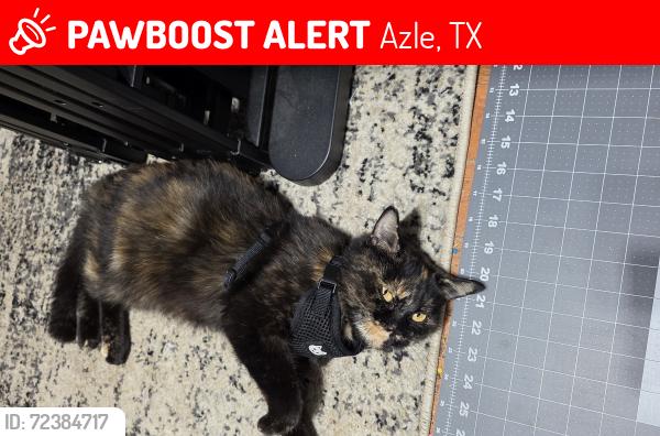 Lost Female Cat last seen East Reno rd and 730 North, Azle, TX 76020