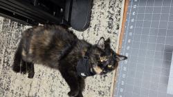 Lost Female Cat last seen East Reno rd and 730 North, Azle, TX 76020