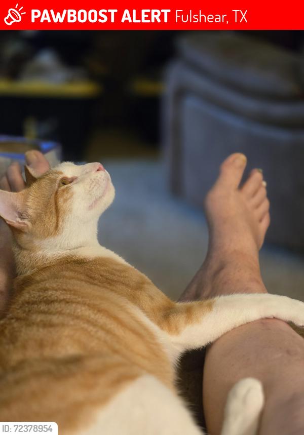 Lost Male Cat last seen Wicklow garden ave , Fulshear, TX 77423
