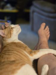 Lost Male Cat last seen Wicklow garden ave , Fulshear, TX 77423