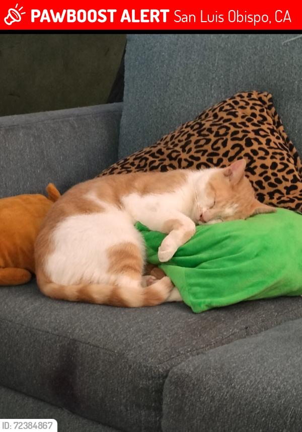 Lost Male Cat last seen Madonna at LOVR , San Luis Obispo, CA 93405