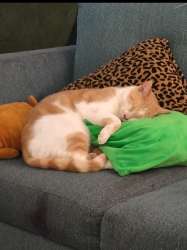 Lost Male Cat last seen Madonna at LOVR , San Luis Obispo, CA 93405