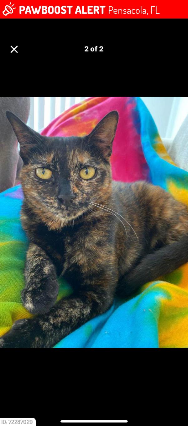 Lost Female Cat last seen Near Creighton Rd, Pensacola, FL 32504
