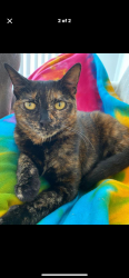 Lost Female Cat last seen Near Creighton Rd, Pensacola, FL 32504