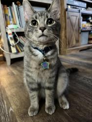 Lost Male Cat last seen Etta drive, Harrison, OH 45030