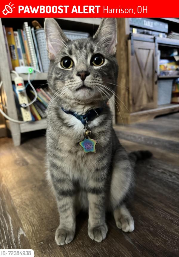 Lost Male Cat last seen Etta drive, Harrison, OH 45030