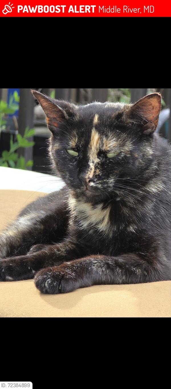 Lost Female Cat last seen Wampler, Middle River, MD 21220