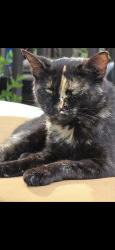 Lost Female Cat last seen Wampler, Middle River, MD 21220