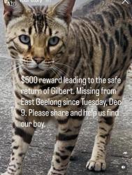 Lost Male Cat last seen Henry St/Garden St, Geelong, VIC 3220