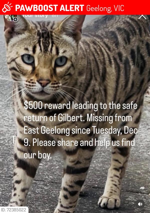 Lost Male Cat last seen Henry St/Garden St, Geelong, VIC 3220
