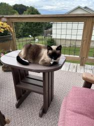 Lost Female Cat last seen Cross Over Rd, Old Newport Hwy, Sevierville, TN 37876