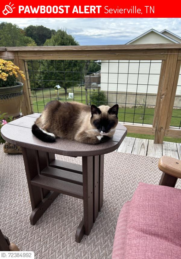 Lost Female Cat last seen Cross Over Rd, Old Newport Hwy, Sevierville, TN 37876