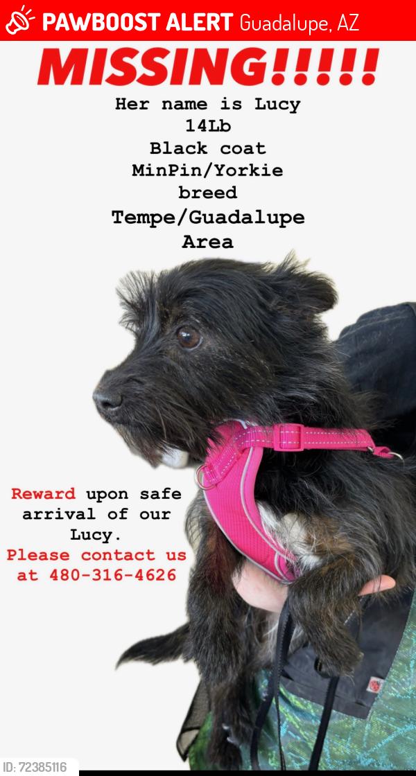 Lost Female Dog last seen Priest And Guadalupe , Guadalupe, AZ 85283
