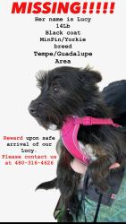 Lost Female Dog last seen Priest And Guadalupe , Guadalupe, AZ 85283