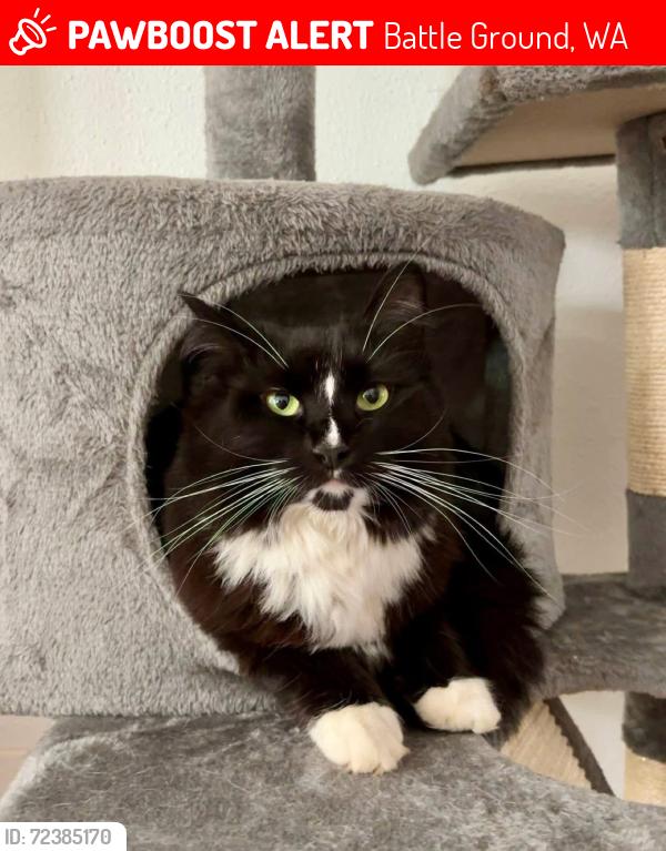 Lost Female Cat last seen Meadow Glade, Battle Ground, WA 98604