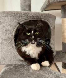 Lost Female Cat last seen Meadow Glade, Battle Ground, WA 98604