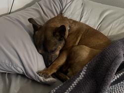 Lost Male Dog last seen La Costa north , Bakersfield, CA 93306