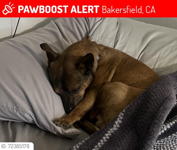 Lost Male Dog last seen La Costa north , Bakersfield, CA 93306