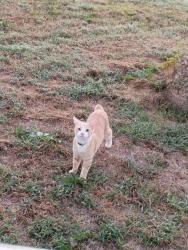 Lost Male Cat last seen Bordelonville, Avoyelles Parish, LA 71355